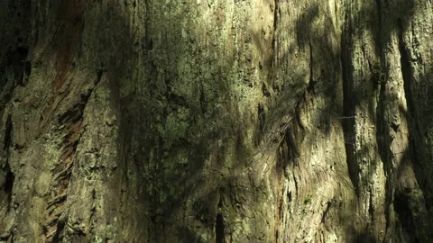Redwood Tree Bark CU Stock Footage 212420921