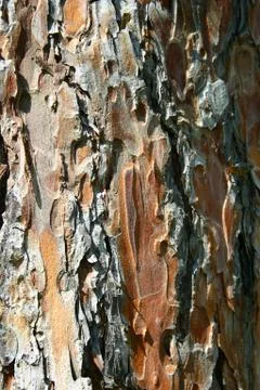 Redwood tree bark Stock Photos