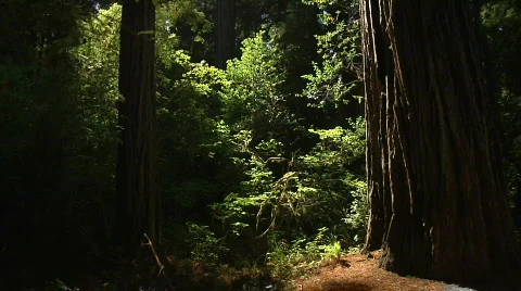 Redwood Tree Stock Footage 538902