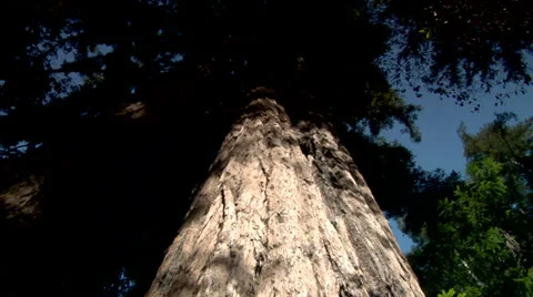 Redwood Tree Stock Footage 36572118