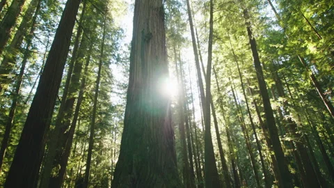 Redwood Tree Stock Footage 246879466