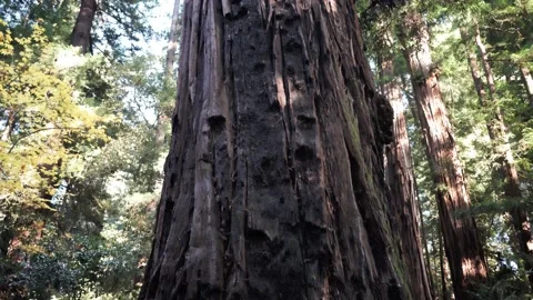 Redwood Tree in Forest, Tilt Down Gimbal Shot, Big Basin California Stock Footage 145461484
