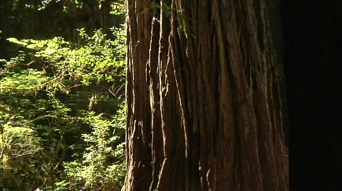 Redwood Tree size perspective Stock Footage 544237