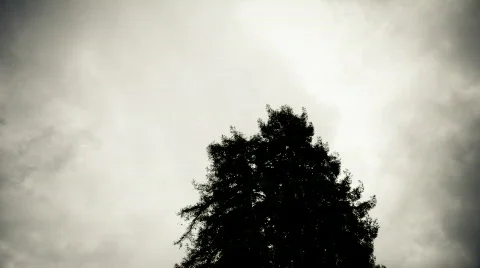 Redwood tree in a storm Stock Footage 724257