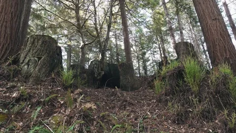 Redwood tree stumps rest on a forested hillside surrounded by new growth Video stock 336673310
