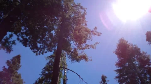 Redwood Tree in the sun Stock Footage 39963038