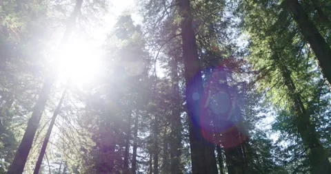 Redwood Tree Timelapse - Redwoods Stock Footage 256044729