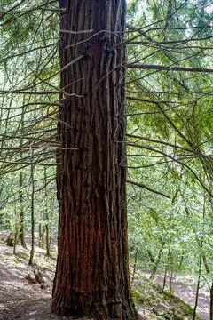 Redwood tree trunk in forest with branches Fotos de archivo