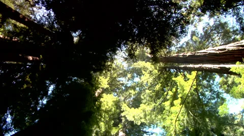 Redwood Trees Stock Footage 36571961