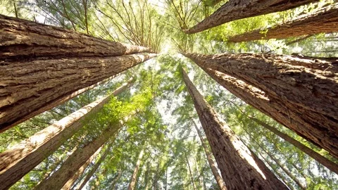 REDWOOD TREES Stock Footage 94713895