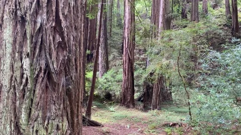 Redwood trees Stock Footage 202294375