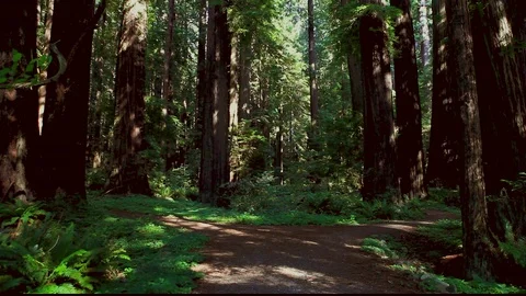 Redwood Trees Forked Path Video stock 105467953