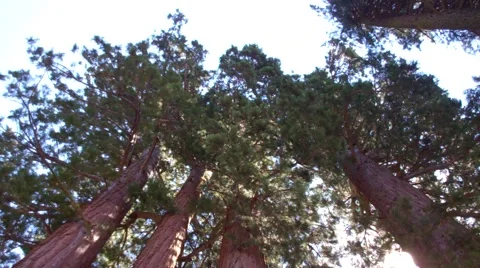 Redwood Trees - low angle Stock Footage 39963040