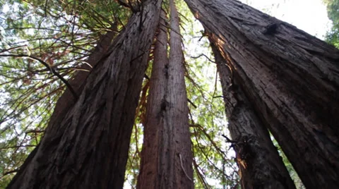 Redwood trees pan right left from a low angle Stock Footage 35432072