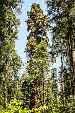 Redwood trees Stock Photos