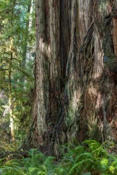Redwood trees Stock Photos