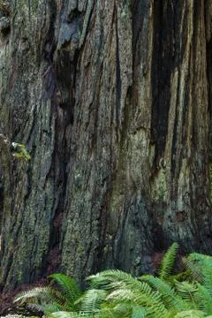 Redwood trees Stock Photos