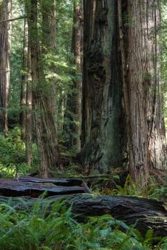 Redwood trees Stock Photos