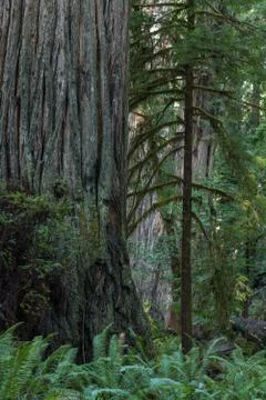 Redwood trees Stock Photos