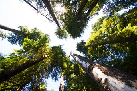 Redwood trees in the Sky Stock Photos