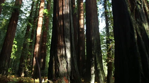 REDWOOD TREES SLIDER SHOT WITH BEAUTIFUL SUNLIGHT MAGICAL Stock Footage 59070071