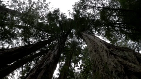 Redwoods circular pan Video stock 36785513