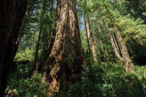 REDWOODS DAY Stock Photos
