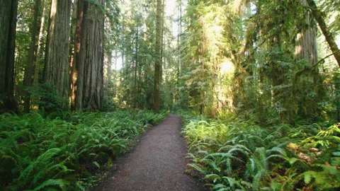 Redwoods Stock Footage 246879409