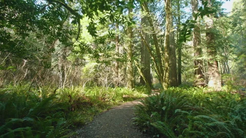 Redwoods Stock Footage 246879410