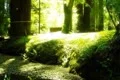 Redwoods Forest 01 Sunlight SD Wide Footage