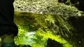 Redwoods Forest 03 Sunlight Reflections on Creek Hiker walks by HD720 HD Footage