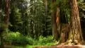 Redwoods Forest Sunlight 01 HDR HD Footage