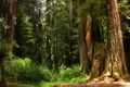Redwoods Forest Sunlight 01 HDR Footage
