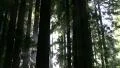 Redwoods Forest Sunlight Timelapse 01 HD Footage