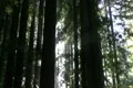 Redwoods Forest Sunlight Timelapse 03 Footage