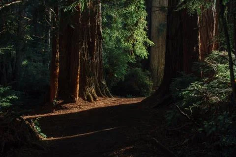REDWOODS PASSAGE Stock Photos