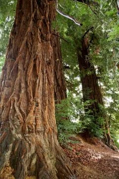 Redwoods Stock Photos