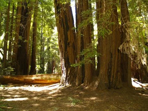 Redwoods Stock Photos