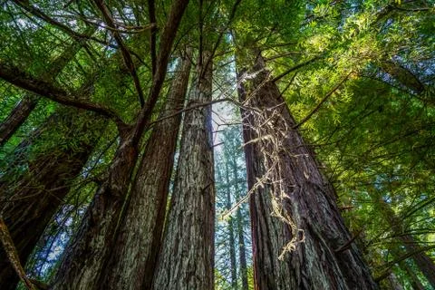 Redwoods Stock Photos