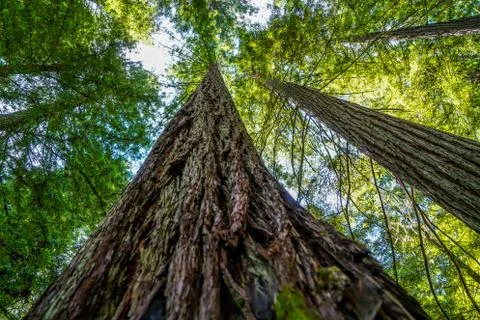 Redwoods Stock Photos