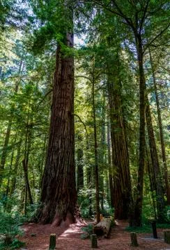 Redwoods Stock Photos