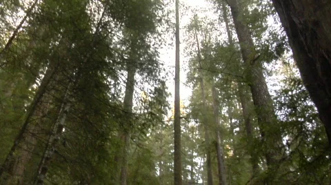 Redwoods - road Stock-Footage 454472