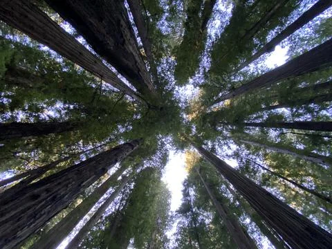 Redwoods to the sky Foto stock