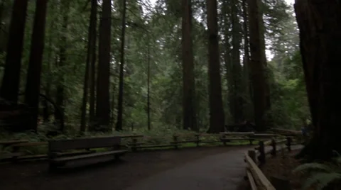 Redwoods tilt-pan Video stock 36785505