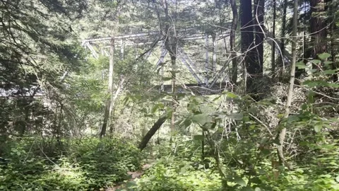 Redwoods trail bridge through trees Stock Footage 317102698