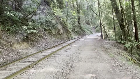 Redwoods train tracks Stock Footage 317102680