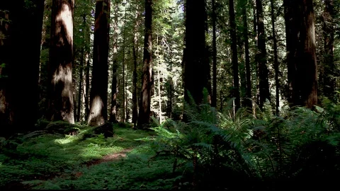 Redwoods Waking Path Stock Footage 105466545
