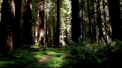 Redwoods Walking Path 2 Stock Footage 105468620