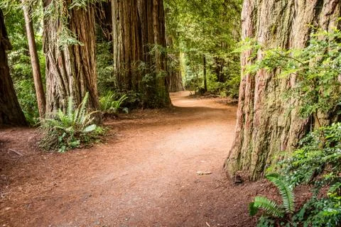 Redwwod Forest Trail Stock Photos