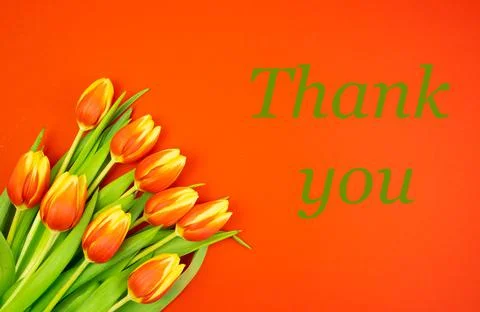 Redyellow tulips on a red background and the text THANK YOU in green letters Stock Illustration